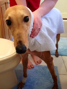  Frugal Hound getting toweled off after a bath. She’s so embarrassed that I posted this.