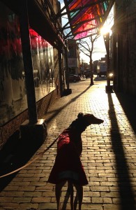 Frugal Hound on a winter walk