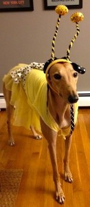 Frugal Hound: cute as a bee, but not qualified to buy a home.
