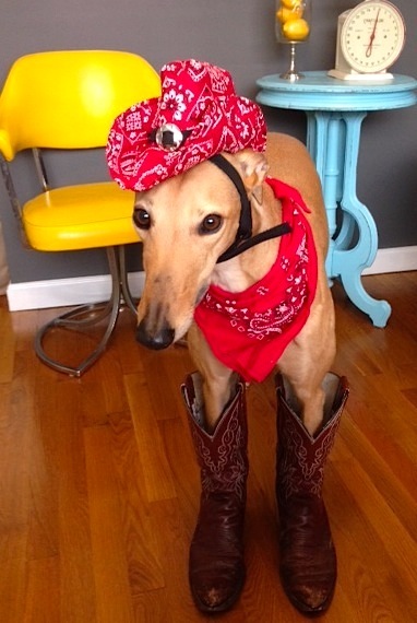 Frugal Hound Shows off her Thrift Store Boots