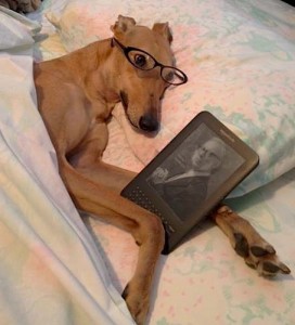 Sometimes Frugal Hound needs her reading glasses