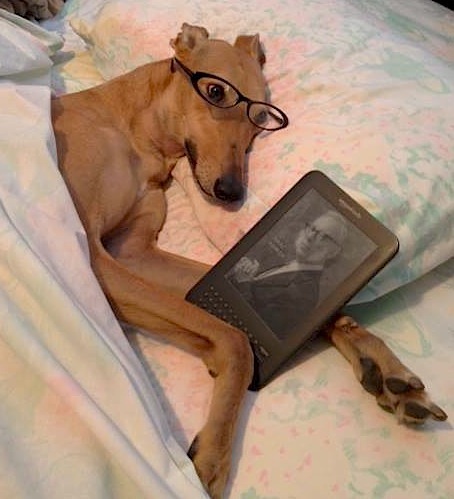 Frugal Hound still needs her glasses for reading