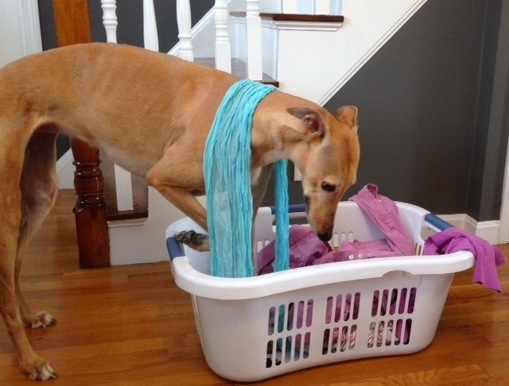Frugal Hound helps out with the laundry