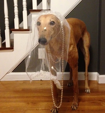 Too bad we didn't have Frugal Hound when we got married... she makes a good flower girl!