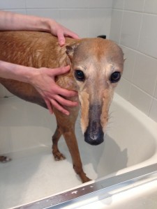 Washing your own greyhound: fun and not mainstream!