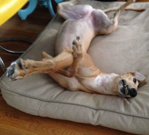 Frugal Hound experiments with ridiculous sleeping positions