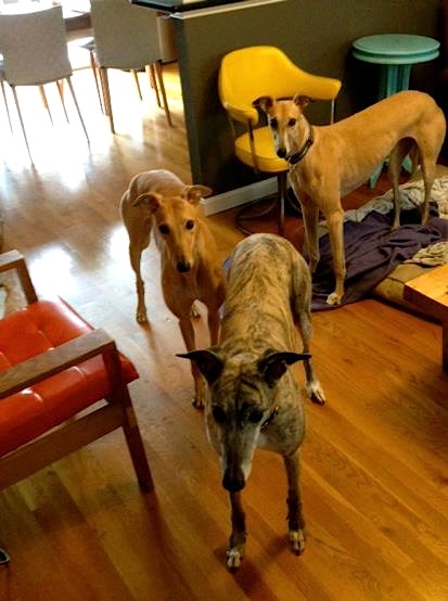 Greyhound babysitting party!
