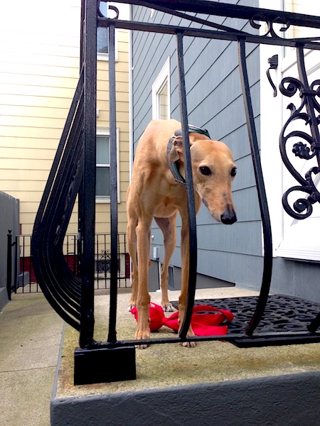 Evidence of lack of intellect: Frugal Hound stuck on the porch. Couldn't figure out she should go in the other direction.
