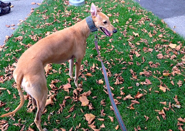 Frugal Hound frolics in early leaves