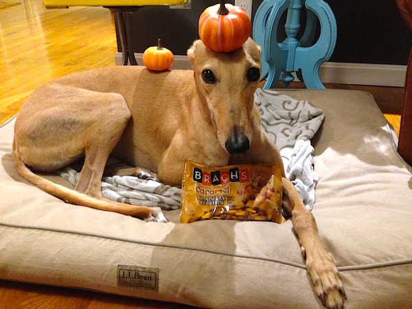 Frugal Hound represents with some candy corn