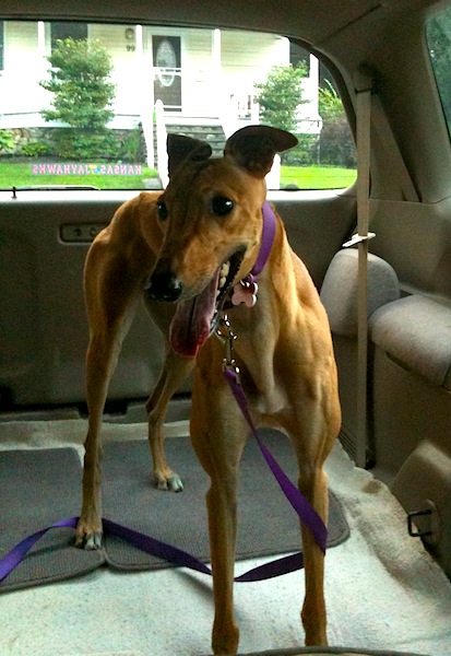 The first photo of Frugal Hound: driving her home
