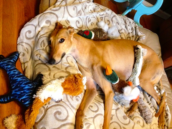 Frugal Hound surrounded by her toys. Notice the stuffing she's pulled out of the duck...