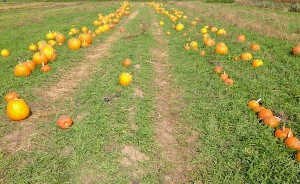 At a pumpkin patch last October