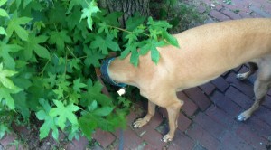 Frugal Hound's favorite part of walks: plant sniffin'