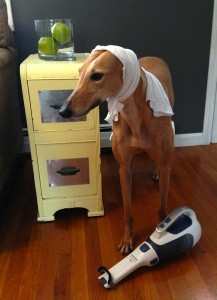 Frugal Hound: not actually helpful with household chores