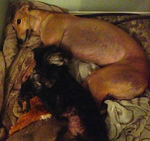 Frugal Hound snuggling with a guest dog