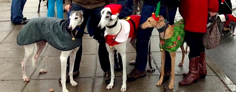 Frugal Hound (on right) with some fellow greyhound buddies