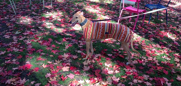 Frugal Hound enjoys the fall!