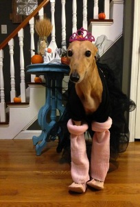 Frugal Hound in her ballerina Halloween costume!
