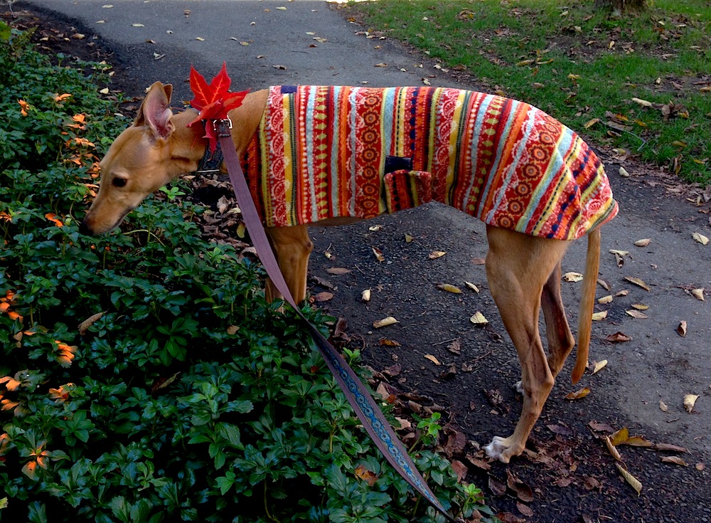 Fall Frugal Hound is fine without heat