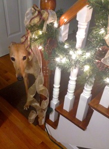 A sweet Christmas hound peeks up