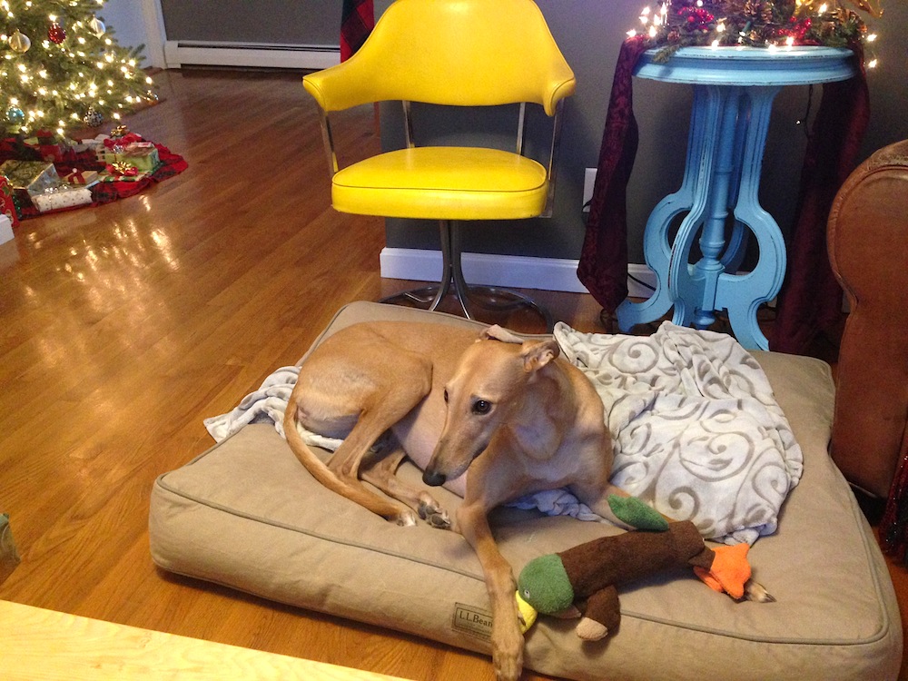 Frugal Hound with last year's Christmas duck
