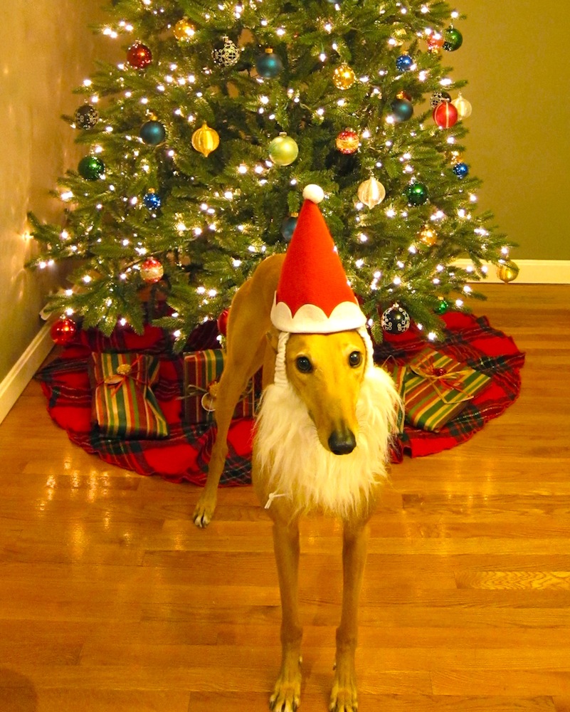 Santa paws! Poor Frugal Hound...