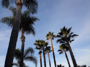 Palm trees in daylight!