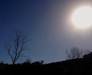 Hawks circling in the sun