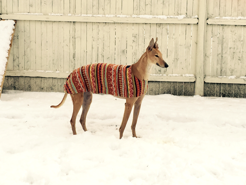 Frugal Hound looking epic in the snow. Our friend took this photo at her house.