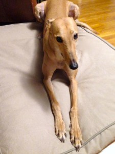 Complimentary greyhound petting with every AirBnB stay!