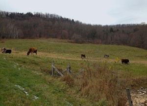 Cows in VT