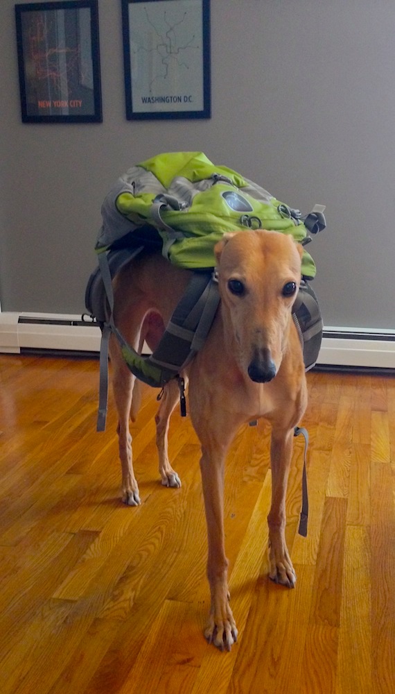 Frugal Hound with all her worldly possessions on her back