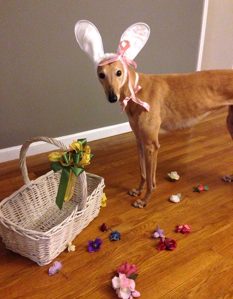 Frugal Hound engaged in her hobby of being the Easter Bunny (she did not approve of this message/costume)