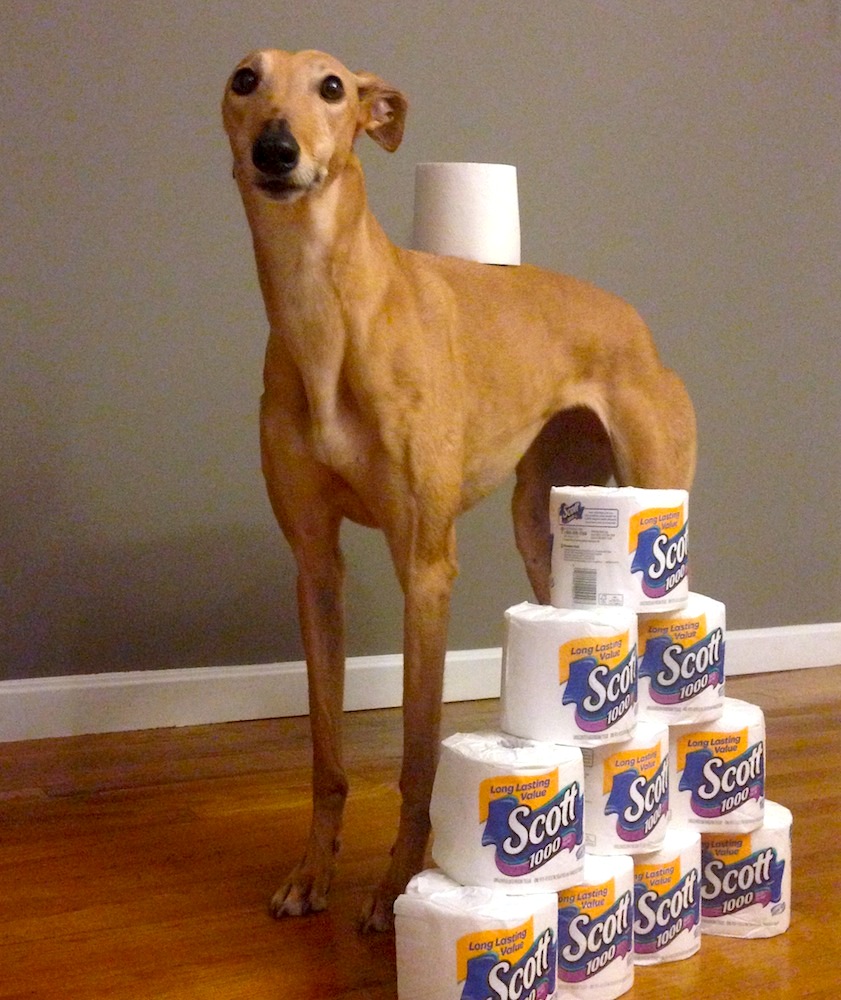 Frugal Hound hearts Costco toilet paper