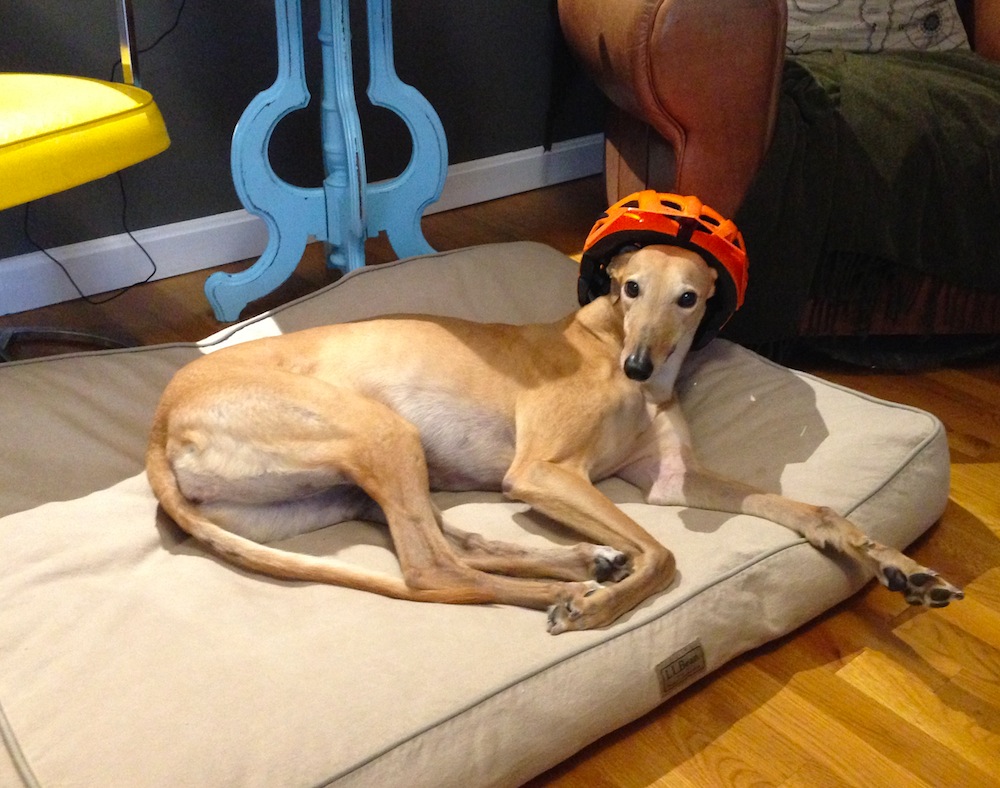Frugal Hound testing out Mr. FW's new bike helmet. For the record, she does not need a bicycle.