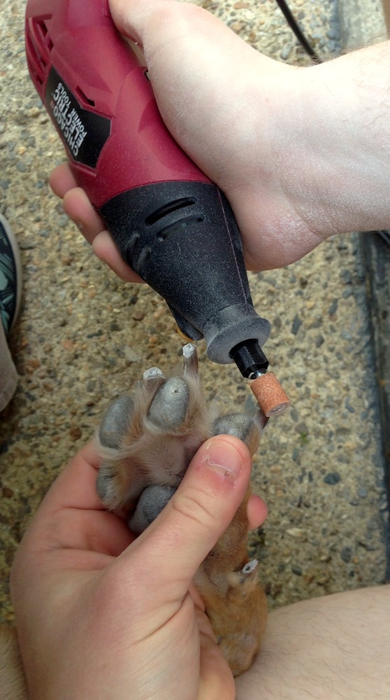 Mr. FW using the Dremel to file down Frugal Hound's talons