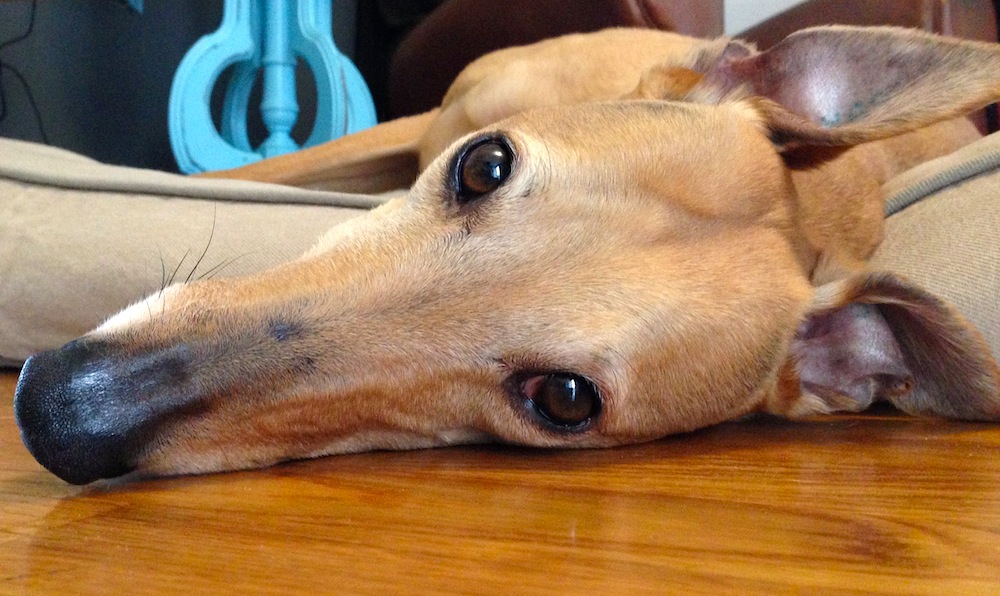 Frugal Hound feels overwhelmed by her finances--probably because she's a dog