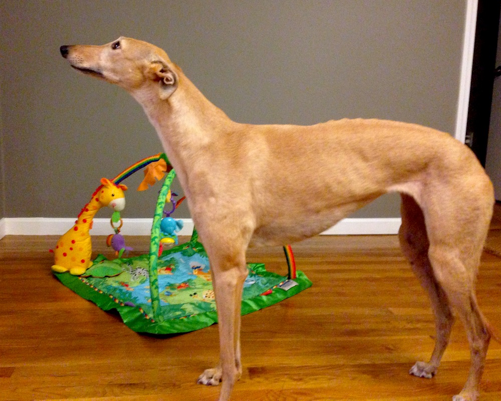 Frugal Hound scopes out the activity mat... looks kinda like a greyhound toy...