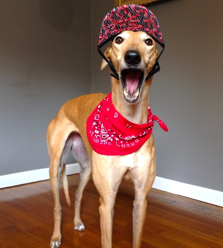 Happy July from Frugal Hound!