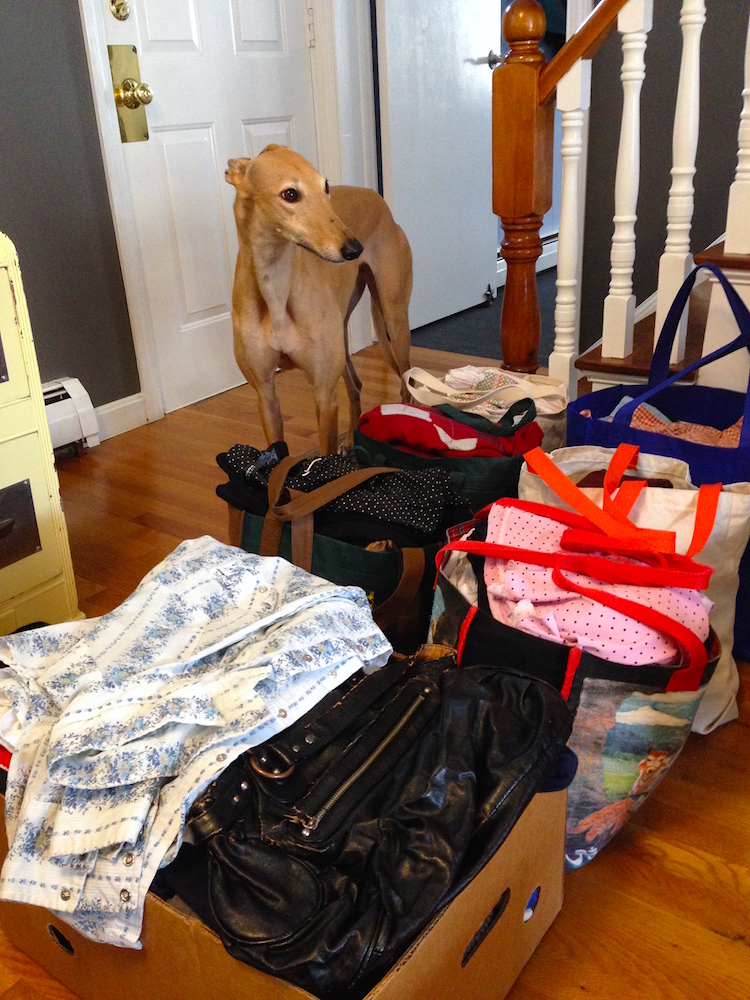 Frugal Hound scoping out the clothes we took to Goodwill last month