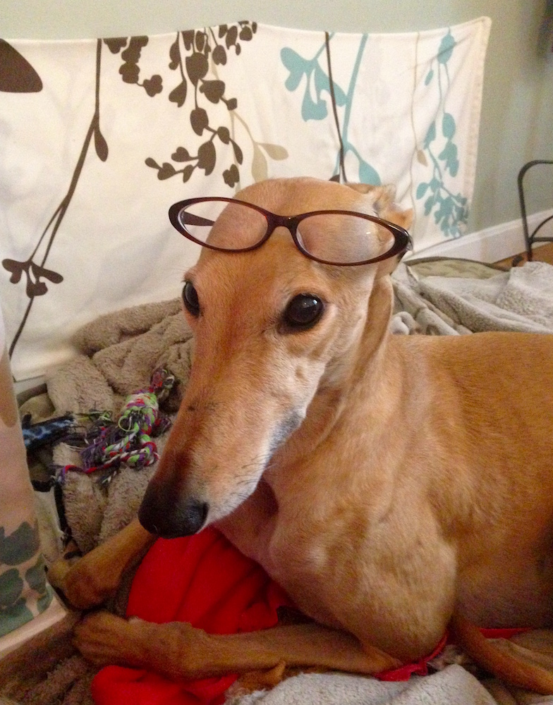 Frugal Hound was super excited to show off my glasses