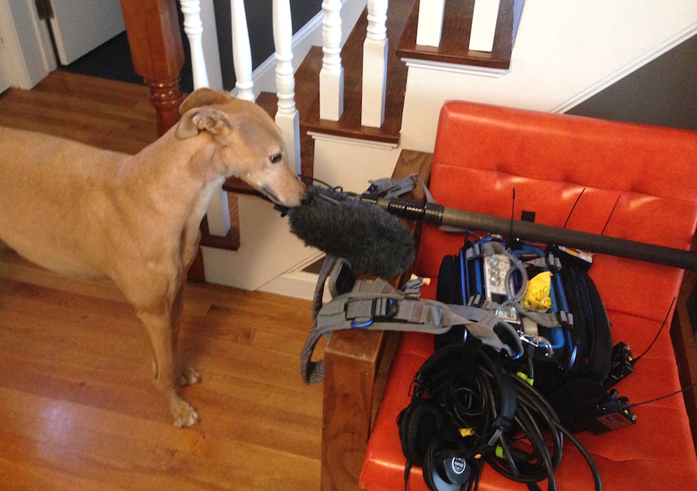 Frugal Hound scopes out the microphone