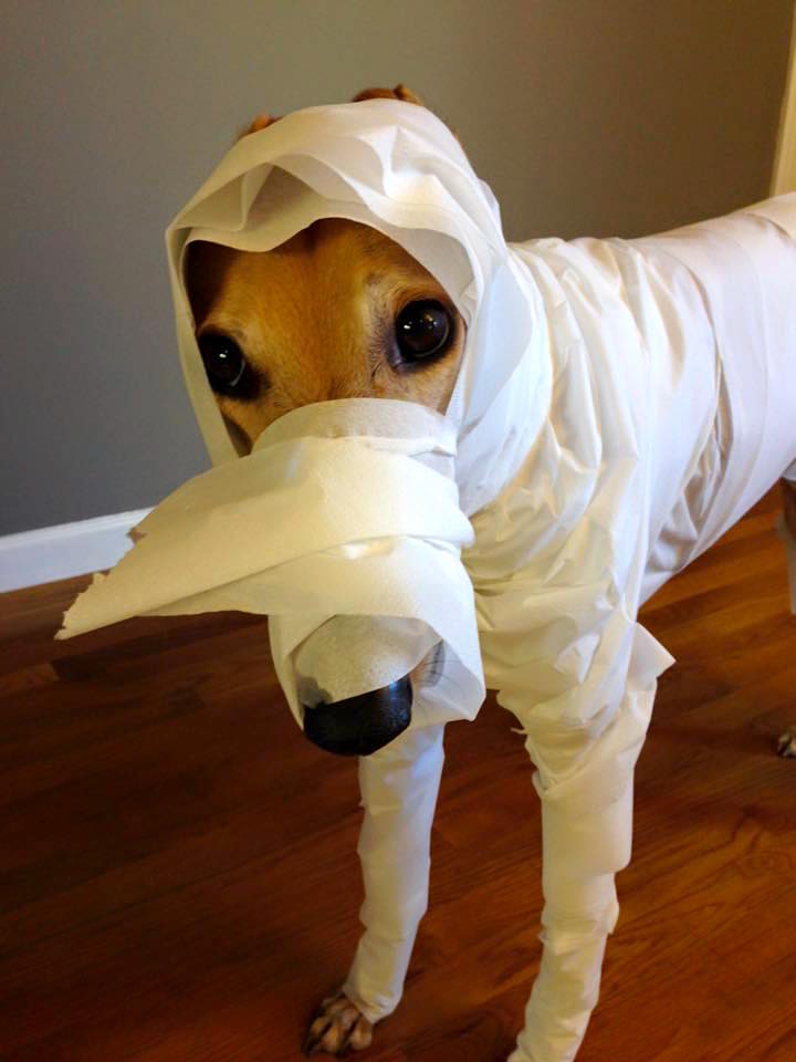 Ok I had to include one more Mummy Hound pic