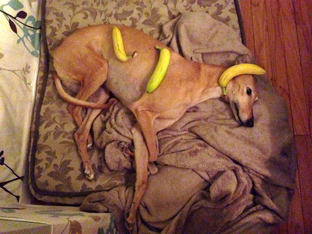 Dog bananas