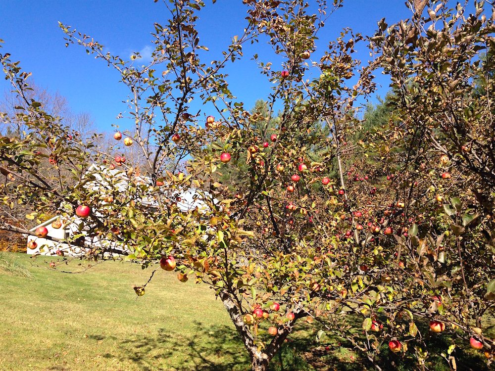 One of the apple trees in the yard