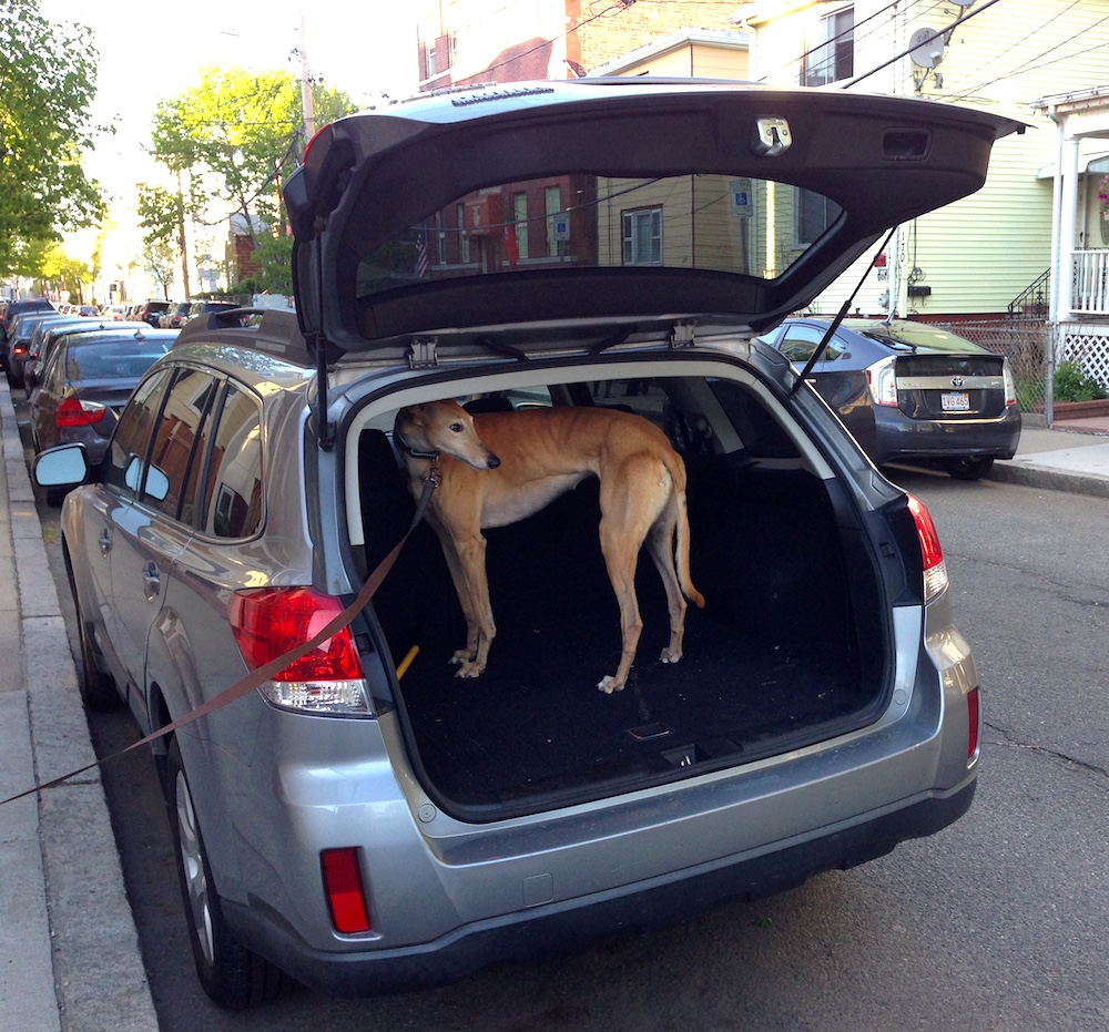 Frugal Hound modeling the Subaru's roomy trunk