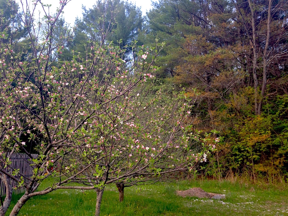 Our apple trees in blossom!