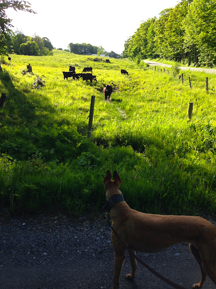 Frugal Hound scopes out our neighbor's cows