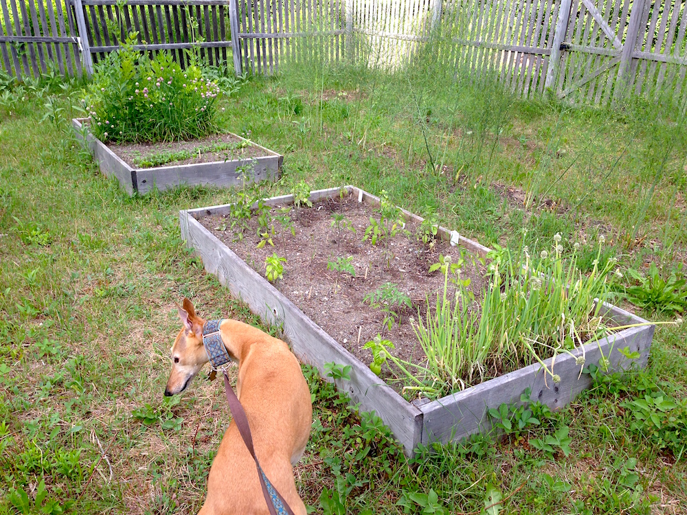 Frugal Hound scopes out the veggie garden
